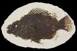 Framed Fossil Fish (Cockerellites) - Wyoming #144122-1